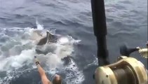 Un requin attaque des pêcheurs. OMG!
