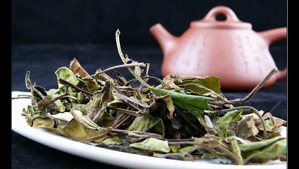 Best Tea | benefits of white tea