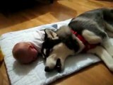 Le chien loup qui pleure avec le bébé