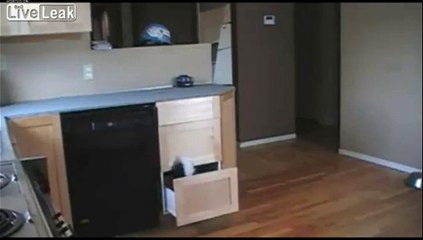 Un petit chien très malin vole de la nourriture