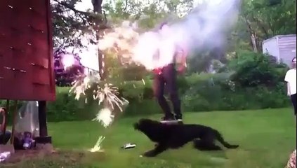 Un chien devient dingue face aux feux d'artifices
