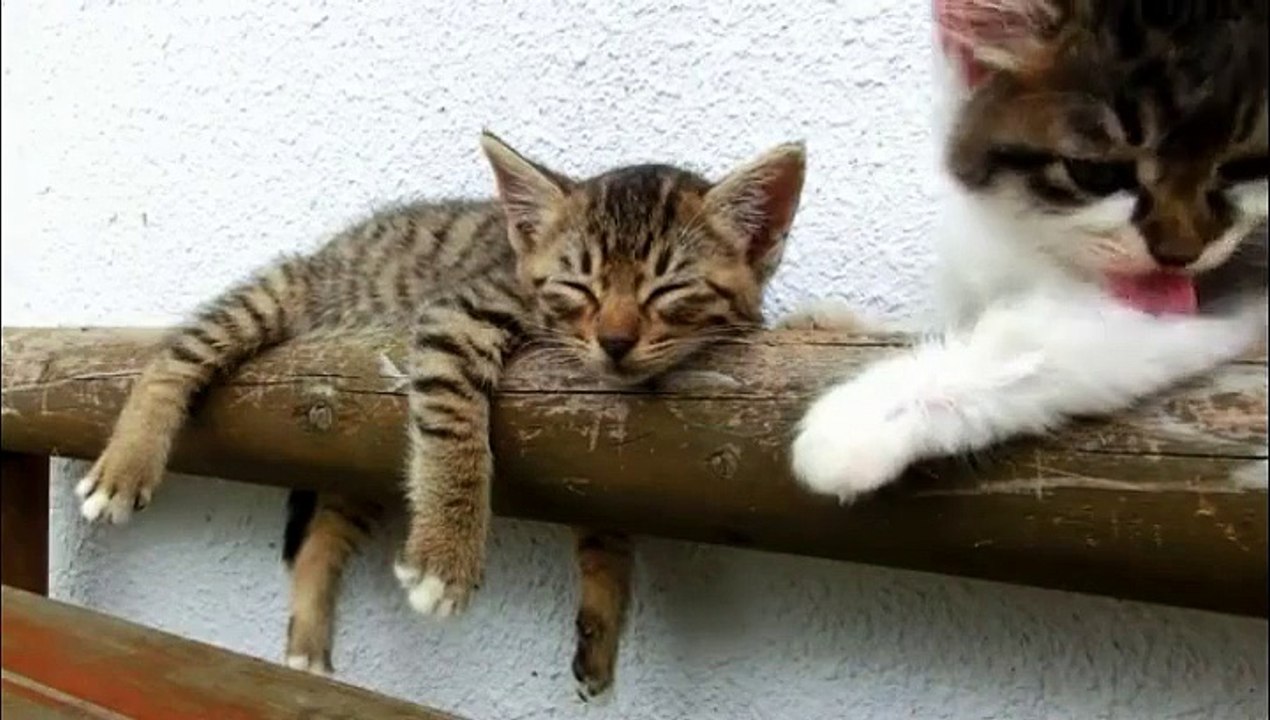 Un chat qui dort est imperturbable!!!
