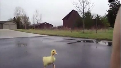 Un petit caneton ne quitte pas sa nouvelle maman d'une semelle