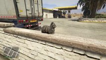 Scare a poor cat in GTA V video game!