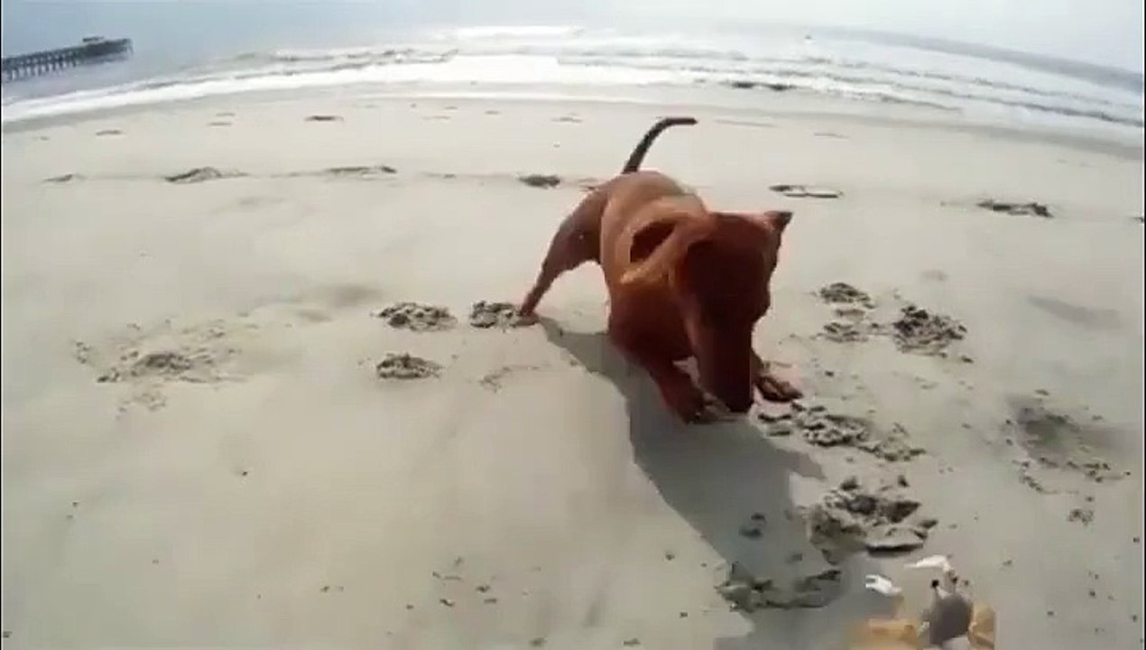 Chien à la plage VS crabe, qui sera le meilleur?