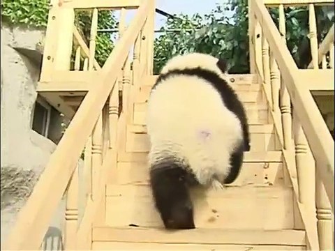 Un toboggan en bois construit pour les Pandas
