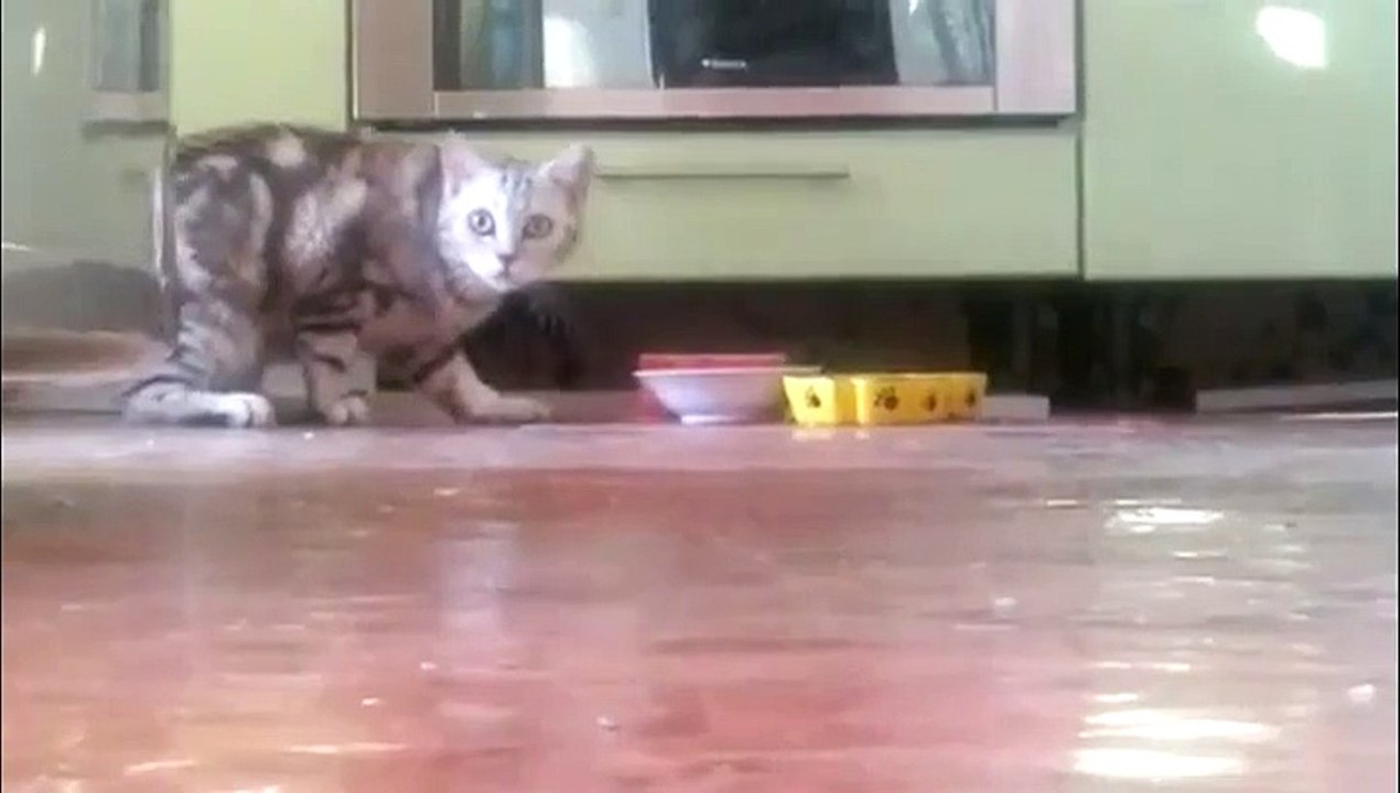 Un chat désire plus d'intimité pour manger son repas