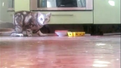 Un chat désire plus d'intimité pour manger son repas