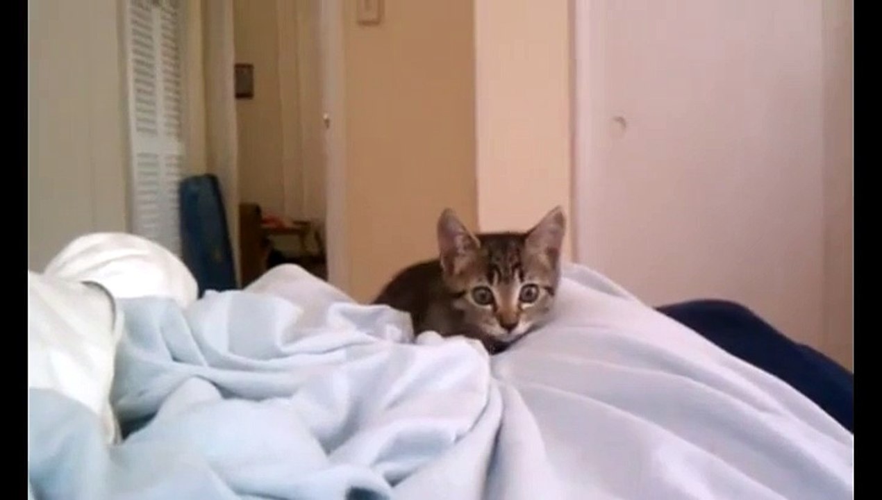 Un petit chaton se prépare à l'attaque et BOUMM!