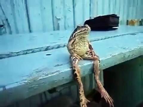 Un crapaud assise comme un humain sur le banc d'un jardin