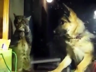 Excellent, un chien boxe avec un chat !