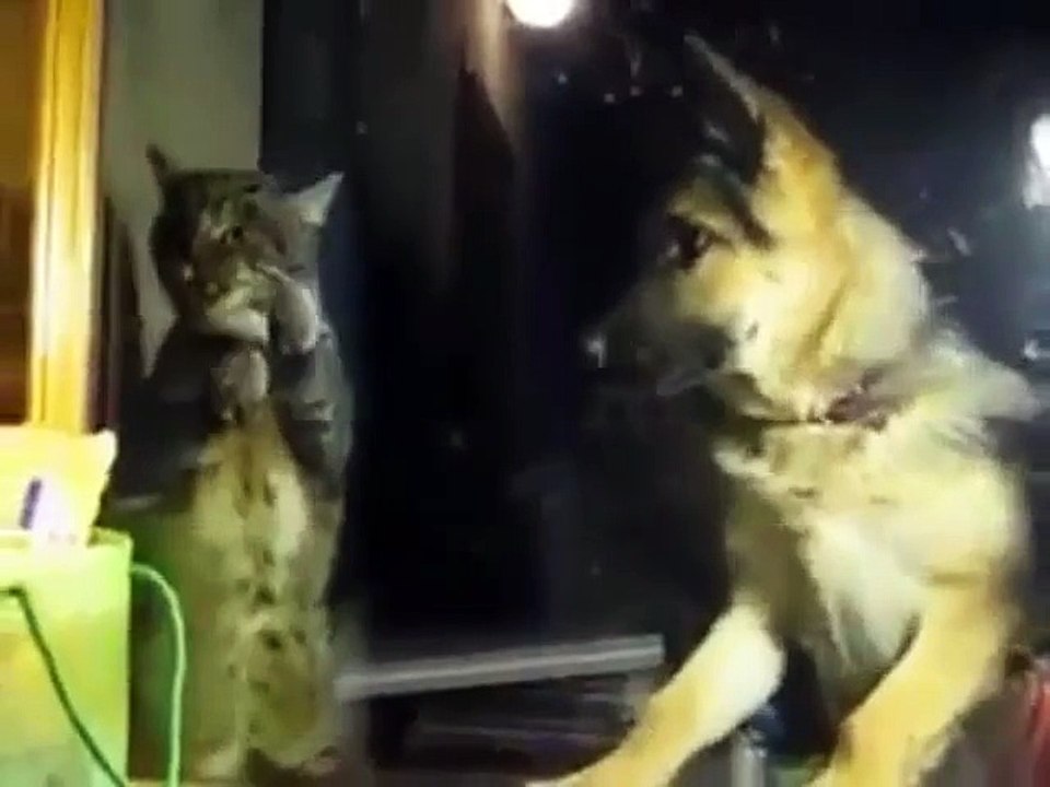 Excellent, un chien boxe avec un chat !