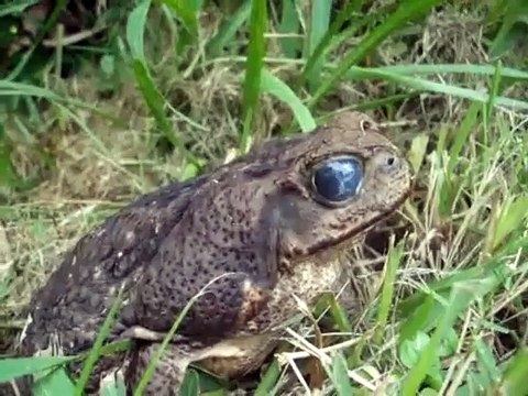 Beurk !!! Ce crapaud a deux vers dans un oeil !