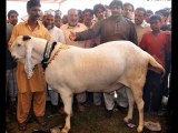 Pakistani Huge bakra 300 kg ka kaisay? by Dr.Ashraf Sahibzada