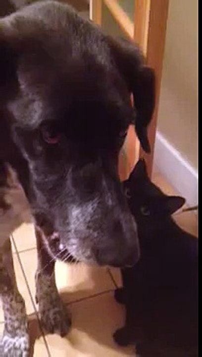 Un chat fait plein de câlins à son copain le chien qu'il n'a pas vu depuis 10 jours