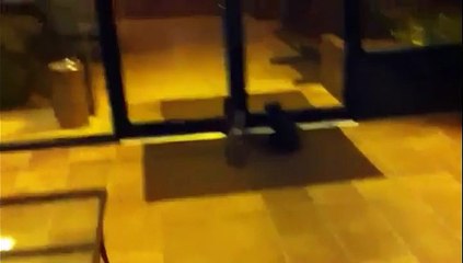 Ce chien vraiment ridicule a une curieuse façon de pisser