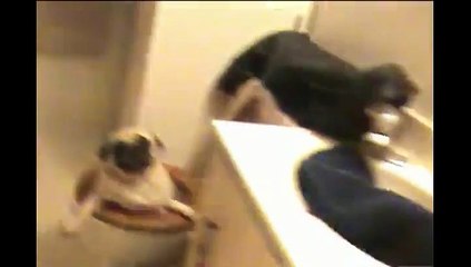 Un Carlin dans la cuvette des toilettes !