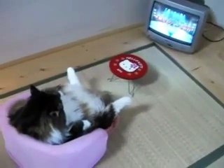 Un chat assis dans un petit fauteuil, matte la télé !