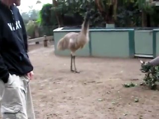 La folie des kangourous et des émeu