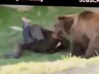 Horrible animal attacks on humans!!!  Ужасные нападения животных на людей!!!