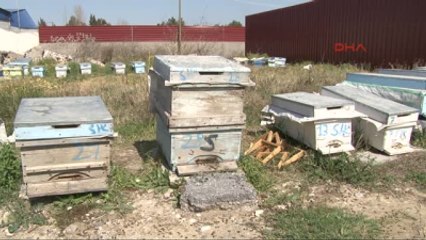 Adana'da Arı Ölümleri Yetiştiricileri Şoke Etti