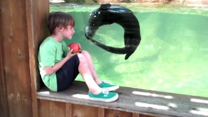 Seal is More Interested in Your Apple Than Your Friendship