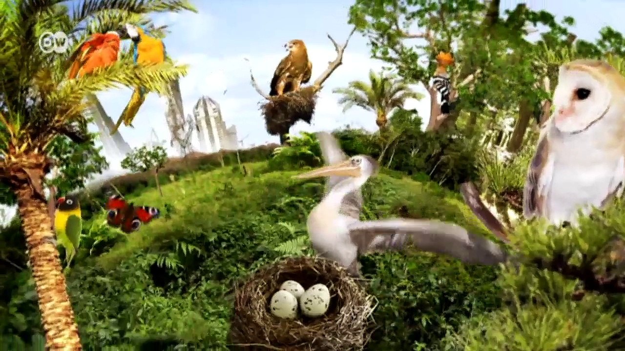 Benin: Auf den Spuren eines seltenen Vogels | Global 3000