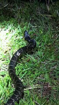 Banded Water Snake[480P]
