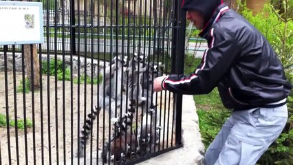 Funny lemurs eating out of hand