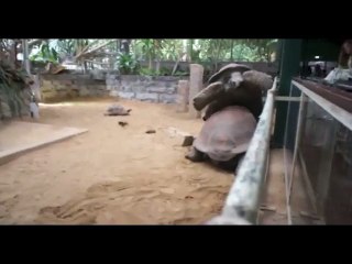 Deux tortues géante mâles se font la guerre !!!