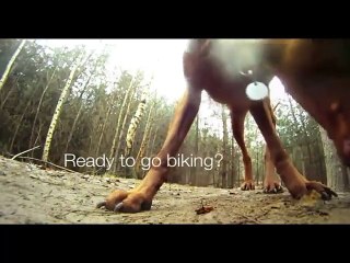 Une descente en VTT effrénée suivit par son chien