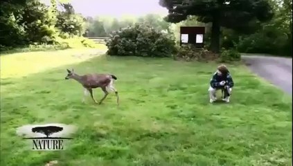 Un chien et et une biche font un shooting photo