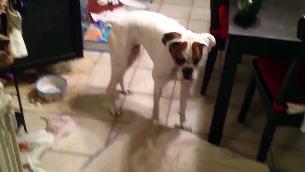 This Dog's Face Says It All