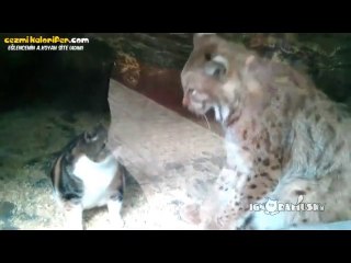 Vaşak İle Aşk Yaşayan Kedi