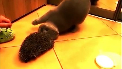 Quand un chat rencontre un hérisson !