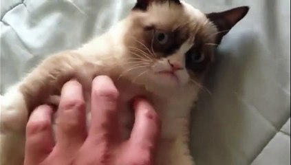 Un chat qui est vraiment grincheux !