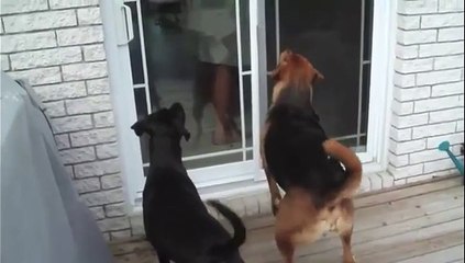 Deux chiens se battent pour un ballon de baudruche !