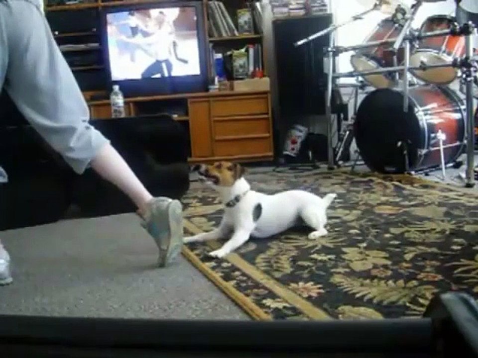 Un Jack Russel qui a plus que du mordant !