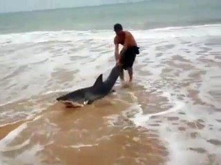 Un homme sauve un requin échoué sur la plage