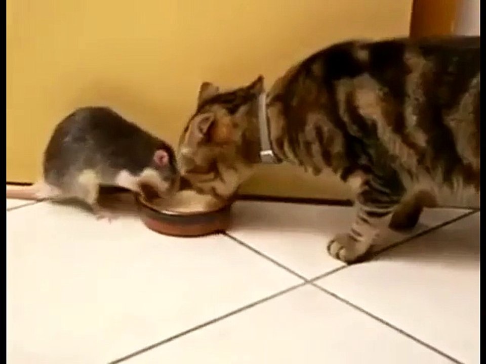 Un chat et une souris boivent du lait dans le même bol !