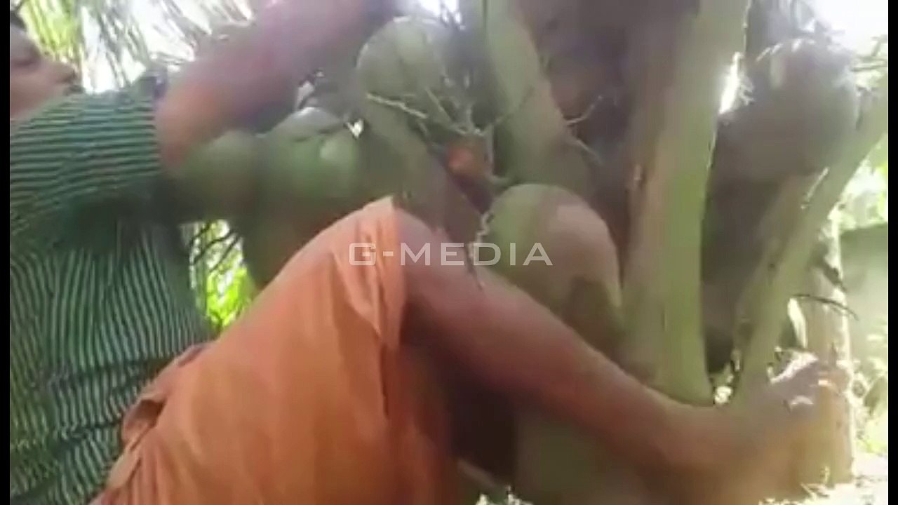 Funny Coconut Tree LOL