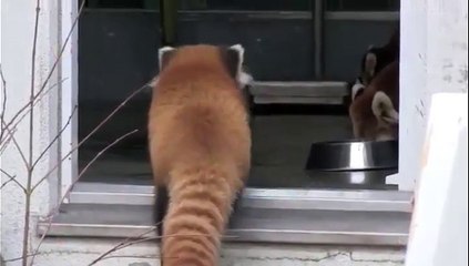 Voilà un panda roux plus que surpris !