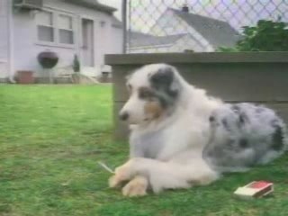 Nunca viste um cão a fumar