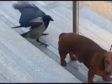 Bird Attacks Dog
