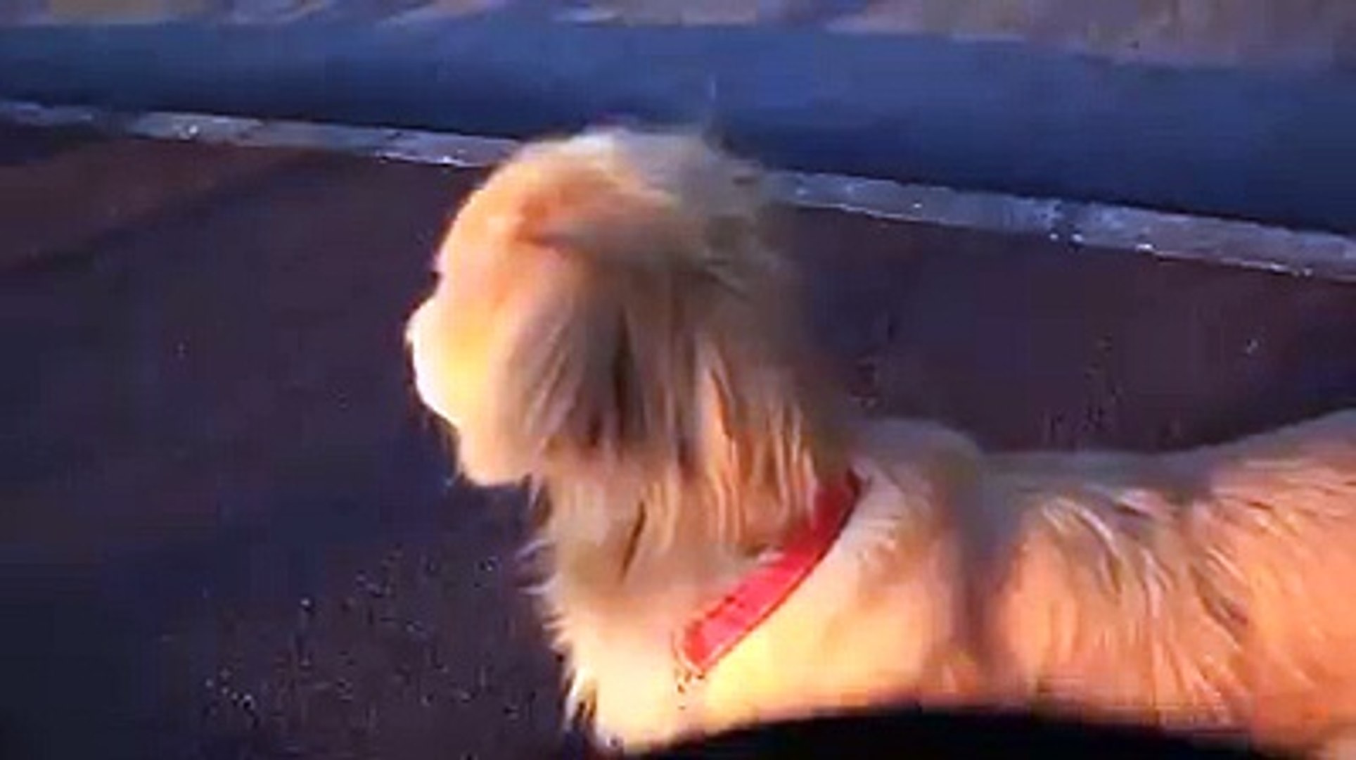 Golden Retriever sings along with sirens!