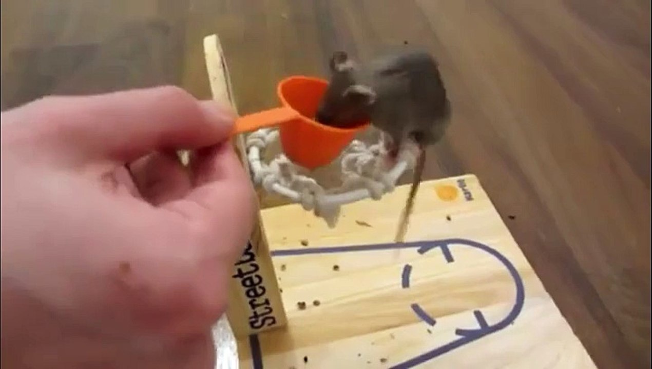 Connaissiez vous le Mouse Agility ?