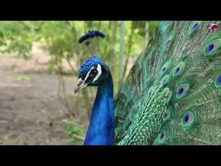 Pfaueninsel / videoscout-it