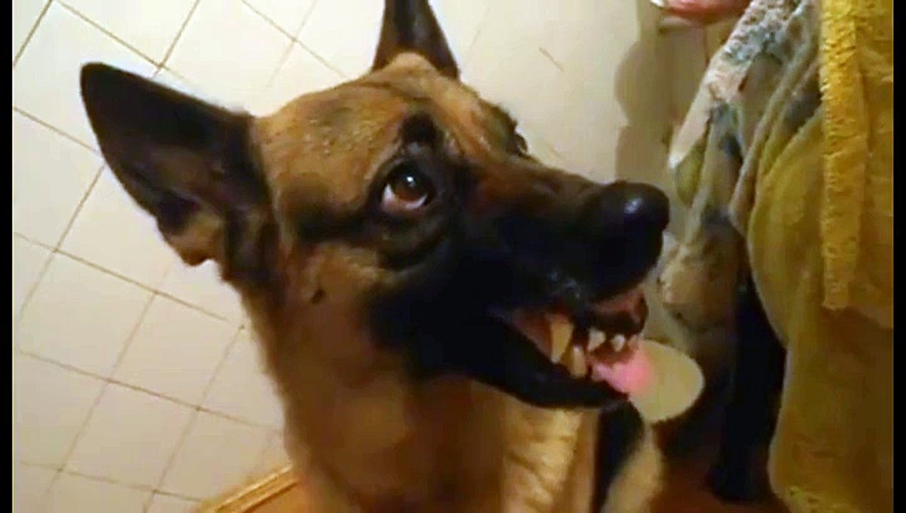 Un chien qui obéis à la parole ... !