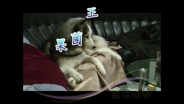 Chien tout bizarre dans un salon Japonais