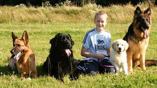 Dog Training Camps - The Online Dog Trainer